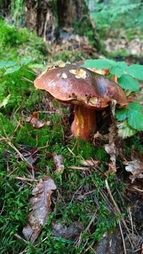 mushroom in the forest