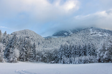 Forêt du Vercors sous la neige en France 