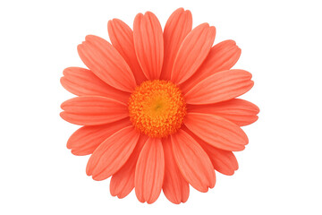 Coral daisy flower head fully open with transparent background, perfect for design projects needing a touch of nature