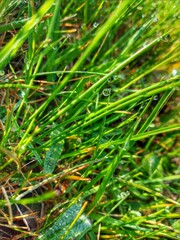 Close-up of fresh green grass with morning dew drops shining in sunlight. Nature macro with vibrant colors and water details.