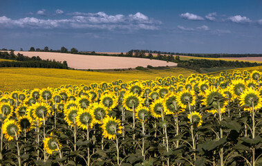 Obraz premium Wide, agro-industrial fields of Ukraine. Large-scale horizon in field conditions. Harvesting season. 