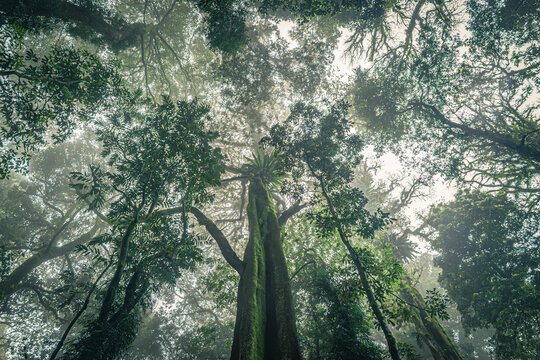 Looking up through towering rainforest trees in Dorrigo National Park. Lush green foliage and misty light evoke serenity, connection to nature, and a humbling sense of scale and wonder.