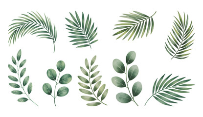Watercolor greenery collection  palm and eucalyptus branches. Botanical tropical palm and eucalyptus leaf isolated on white background. © Artverza
