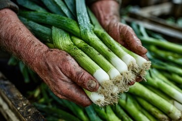 A farmer with calloused hands carefully cradles a bundle of freshly harvested green onions while surrounded by crops