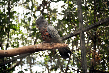 Gang-gang Cockatoo (Callocephalon fimbriatum)