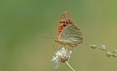 The Mediterranean Fritillary (Argynnis pandora) is a common butterfly species in Türkiye. This photo was taken at Nemrut Crater Lake in Bitlis.