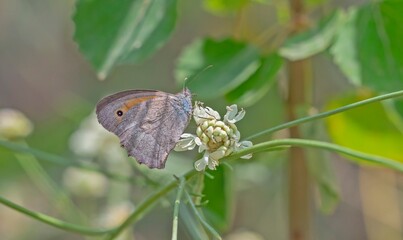 Obraz premium The Oriental Meadow Brown (Hyponephele lupina) is a species seen in the Nemrut Crater Lake National Park in Bitlis during the summer months. It generally inhabits high-altitude forested areas.