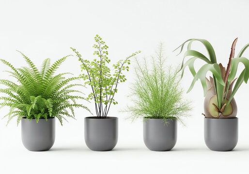 Four potted houseplants isolated on white background