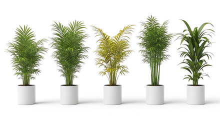 Fototapeta premium Five potted palm trees isolated on white background