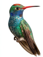 Fototapeta premium broad billed hummingbird on a pure white background using different backgrounds the bird becomes more interesting and can easily be isolated for a project these birds are native to m generative ai