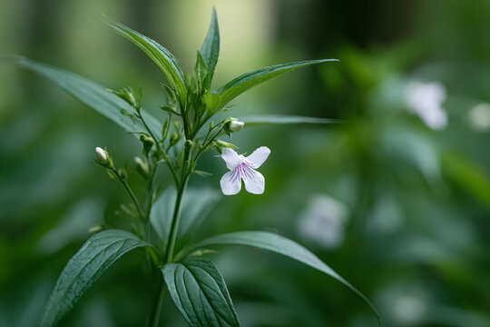 Thai Herbal Remedy: Organic Kariyat Leaves for Natural Wellness
