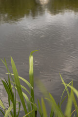 Calm Water Body with Green Reeds in a Rural Setting in Belarus