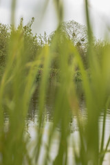 Tall Green Grass and Calm Water with Trees in Rural Belarus