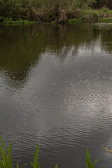 Calm Water with Fishing Float Surrounded by Lush Greenery in Belarus