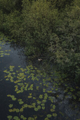 Calm Water with Lily Pads and Lush Vegetation in Rural Belarus
