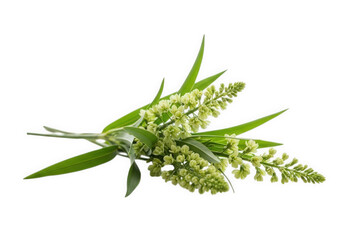 Fototapeta premium Delicate green flower sprig isolated on transparent background