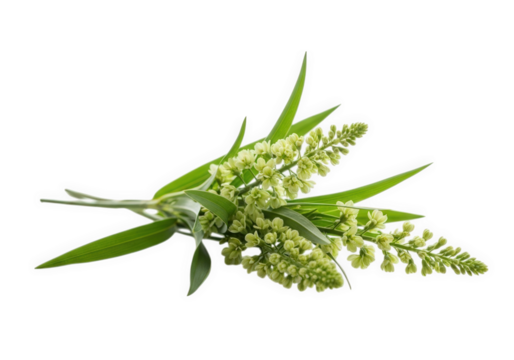 Delicate green flower sprig isolated on transparent background