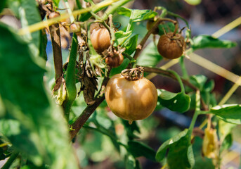 Obraz premium Green tomato bush in the garden. Unripe fruits rot and darken from phytophthora. Plant care.