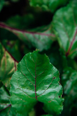 Green beetroot leaves with red stems. Beetroot in the garden. Young beets in spring. Natural, vibrant background and texture.