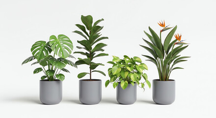 Obraz premium Four houseplants in pots isolated on white background