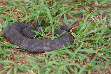 Cottonmouth Snake, water mocassin