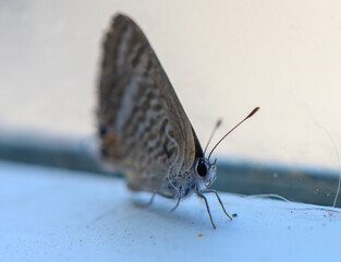 Close-up of a nocturnal moth resting on a balcony surface during the daytime, soaking in the warmth...