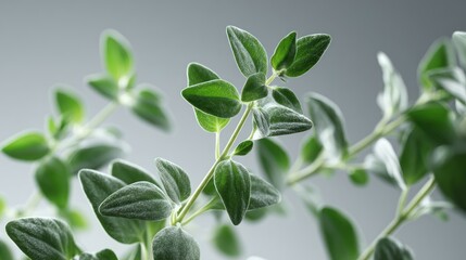 Obraz premium Fresh thyme sprigs on a light gray background
