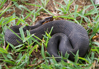 Cottonmouth Snake, water moccasin, Agkistrodon piscivorus