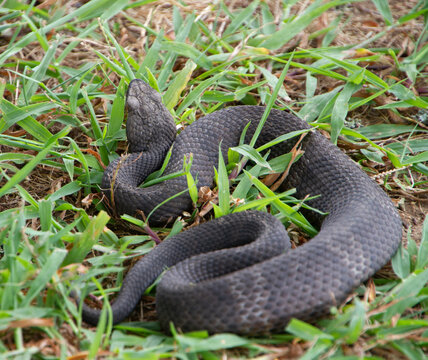 Cottonmouth Snake, water mocass