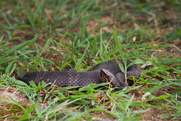 Cottonmouth Snake, water moccasin, Agkistrodon piscivorus