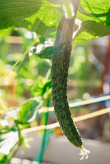 Young cucumbers on a branch in the garden. Growing greenhouse cucumbers.