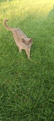 deer in the grass