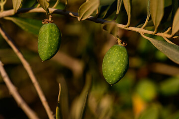 Fototapeta premium Fresh Green Olives Hanging on Olive Tree in Cyprus Sun