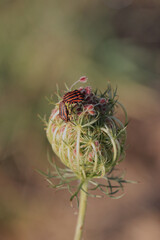 Graphosoma Lineatum on a flower