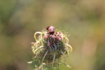 Graphosoma Lineatum insect on a flower