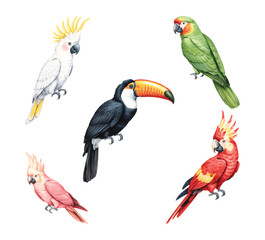 Hand painted tropical bird collection toucan, parrot, and cockatoo.
