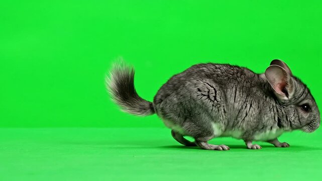 Adorable chinchilla moving gracefully on green screen background, perfect for pet product ads and educational content