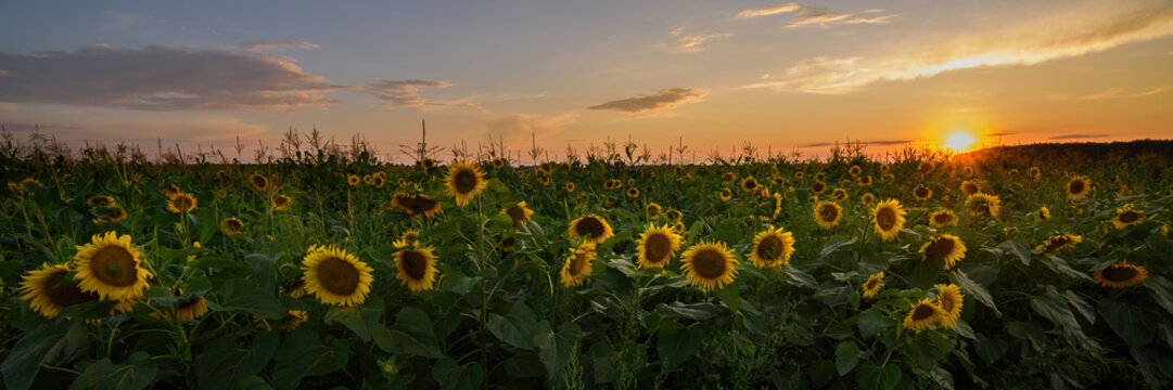 yellow sunflowers in corn field under blue sunset sky with low sun and sunbeams. beautiful summer agricultural landscape in warm evening light with glow. widescreen panoramic view in 15x5 format - Powered by Adobe