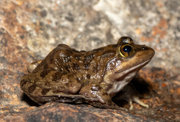 A beautiful Cape River Frog (Amietia fuscigula) near a stream on a warm evening in the Western Cape, South Africa