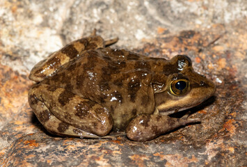 A beautiful Cape River Frog (Amietia fuscigula) near a stream on a warm evening in the Western Cape, South Africa