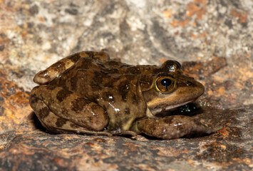 A beautiful Cape River Frog (Amietia fuscigula) near a stream on a warm evening in the Western Cape, South Africa
