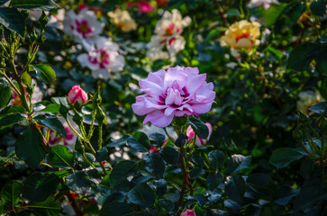 Delicate purple rose flower blooming in botanical garden.