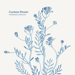 Elegant cuckoo flower vector illustration in blue botanical style on light background