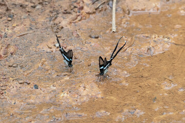Two white dragontails sip salts from the mud in the Vietnamese jungle.