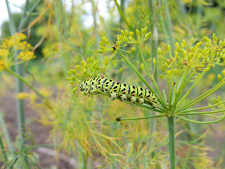 caterpillar on a leaf