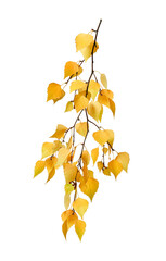 One birch branch with bright autumn yellow leaves isolated on white background. Perfect for creating autumn compositions, frames, backgrounds or for use in designs related to nature, seasons, autumn. © Yuliia