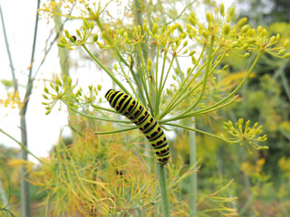 caterpillar on a flower