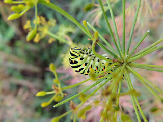 caterpillar on a leaf