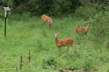 White Tailed Deer at Parkville Nature Sanctuary