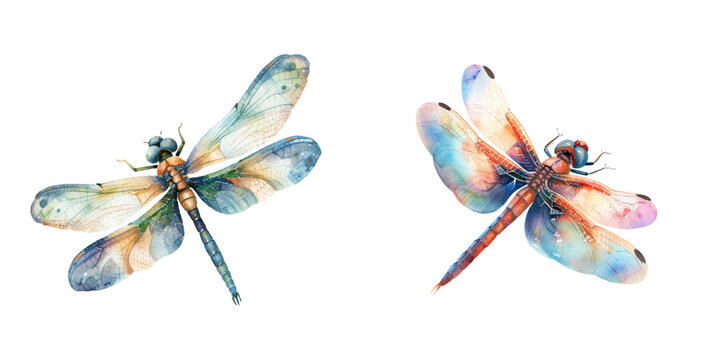 cute dragonfly watercolor vector illustration